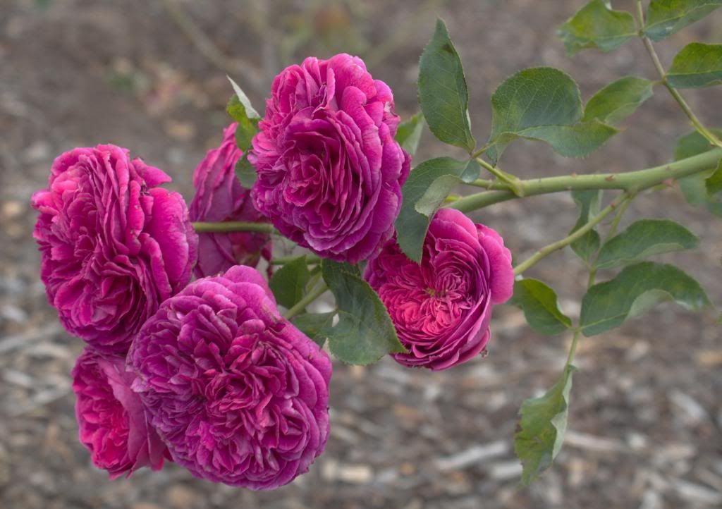  photo Falstaff5_zps68c04043.jpg